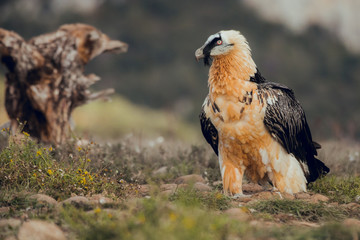 bearded vulture portrait of rare mountain bird, eating bones