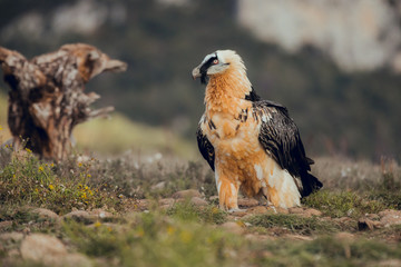 bearded vulture portrait of rare mountain bird, eating bones