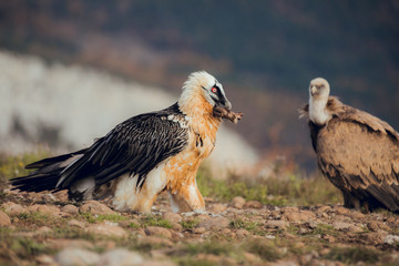 Fototapeta premium bearded vulture portrait of rare mountain bird, eating bones