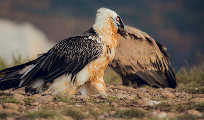 bearded vulture portrait of rare mountain bird, eating bones