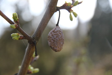 Crumpled fossilized rotten plum on a tree during springtime