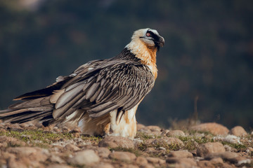 bearded vulture portrait of rare mountain bird, eating bones