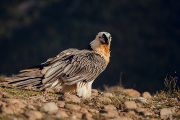 bearded vulture portrait of rare mountain bird in Spain