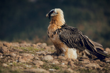 bearded vulture portrait of rare mountain bird in Spain