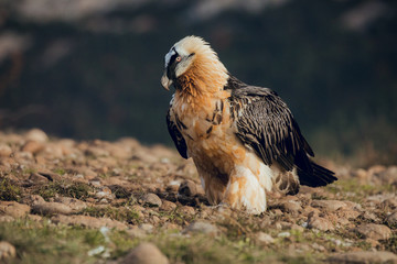 bearded vulture portrait of rare mountain bird in Spain