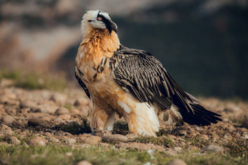 bearded vulture portrait of rare mountain bird in Spain