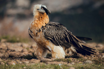 bearded vulture portrait of rare mountain bird in Spain