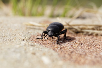 beetle