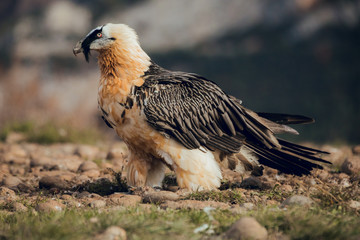 bearded vulture portrait of rare mountain bird in Spain