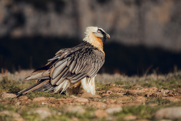 bearded vulture portrait of rare mountain bird in Spain