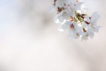 桜の花　背景素材