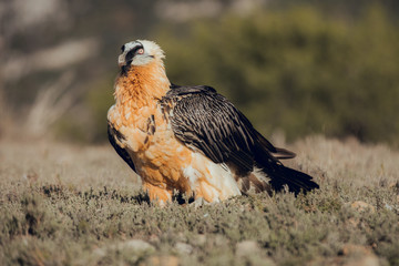 bearded vulture portrait of rare mountain bird in Spain