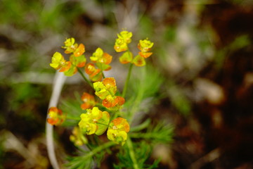 yellow flowers in garden
