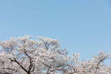 満開の桜