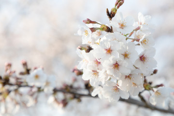 桜の花　背景素材
