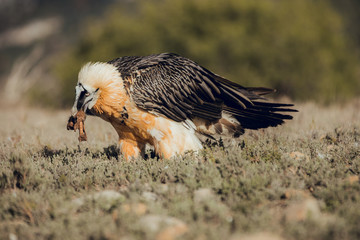 bearded vulture portrait of rare mountain bird, eating bones in Spain