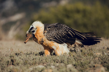 bearded vulture portrait of rare mountain bird, eating bones in Spain