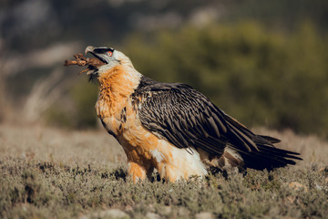 Fototapeta premium bearded vulture portrait of rare mountain bird, eating bones in Spain