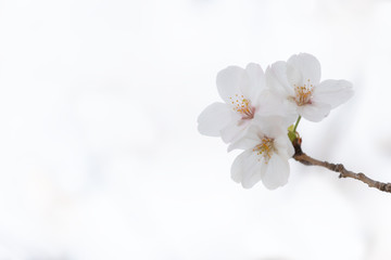 桜の花　背景素材