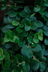 Colorful leaves In making the background image