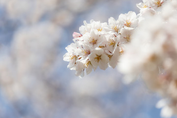 桜の花　背景素材