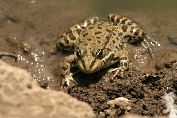 Green frog at durty lake