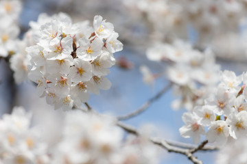 桜の花　背景素材
