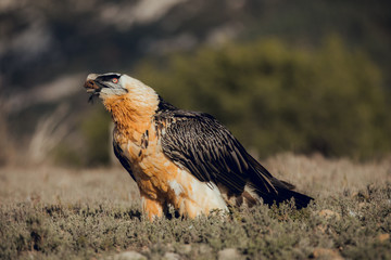 bearded vulture portrait of rare mountain bird, eating bones in Spain