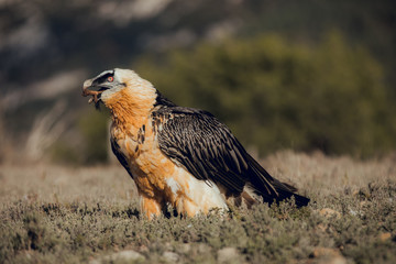 bearded vulture portrait of rare mountain bird, eating bones in Spain