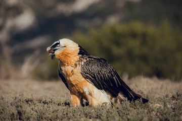 bearded vulture portrait of rare mountain bird, eating bones in Spain