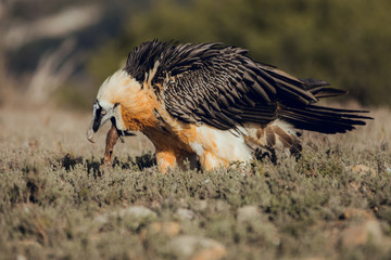 Fototapeta premium bearded vulture portrait of rare mountain bird, eating bones in Spain