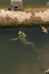 Green frog at durty lake