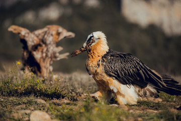 bearded vulture portrait of rare mountain bird, eating bones in Spain
