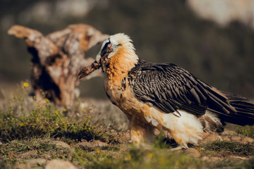 bearded vulture portrait of rare mountain bird, eating bones in Spain
