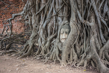 Head of Buddha statue in the roots at Wat Mahathat, Ayutthaya, Thailand.