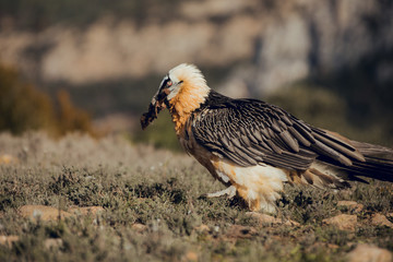 bearded vulture portrait of rare mountain bird, eating bones in Spain