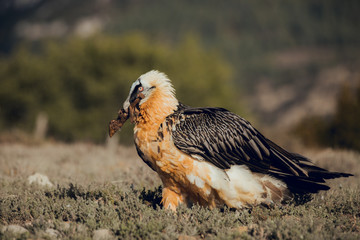 bearded vulture portrait of rare mountain bird, eating bones in Spain