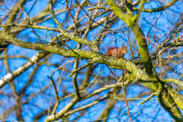 A squirrel runs in the tree  top over a branch
