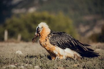 Obraz premium bearded vulture portrait of rare mountain bird, eating bones in Spain