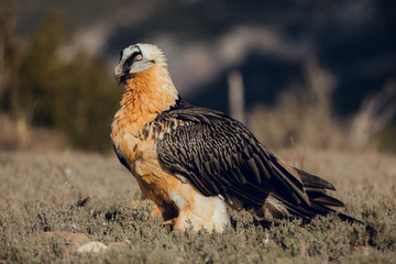 bearded vulture portrait of rare mountain bird, eating bones in Spain
