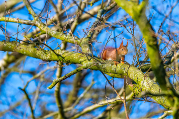 A squirrel runs in the tree  top over a branch