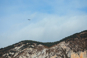 Fototapeta na wymiar Bearded vulture flying through rocky mountains in Spain