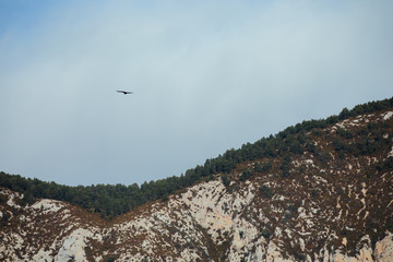 Fototapeta premium Bearded vulture flying through rocky mountains in Spain