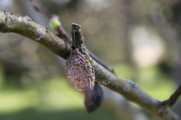 Crumpled fossilized rotten plum on a tree during springtime