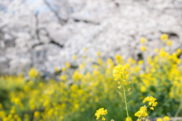 桜と菜の花