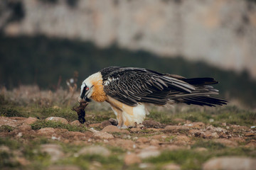 bearded vulture portrait eating in Spain