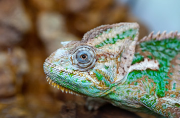 A small exotic green chameleon climbs on tree branches and preys on insects.