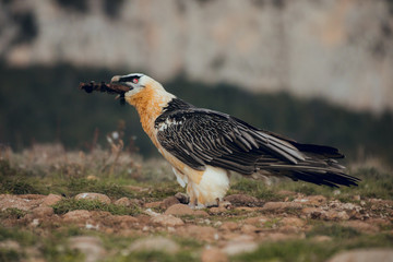 bearded vulture portrait eating in Spain