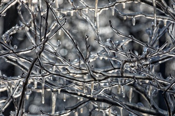 Closeup of apple tree branches covered with a layer of ice against freeze damage in spring
