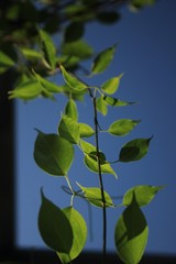 green leave bright under sunshine